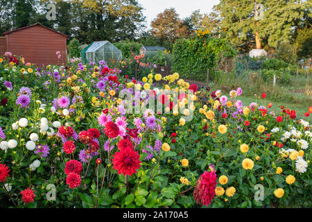 Dahlien wachsen in einem cotswold Zuteilung. Bourton auf dem Wasser, Cotswolds, Gloucestershire, England Stockfoto