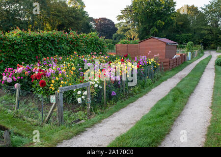 Dahlien wachsen in einem cotswold Zuteilung. Bourton auf dem Wasser, Cotswolds, Gloucestershire, England Stockfoto