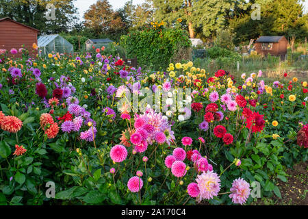 Dahlien wachsen in einem cotswold Zuteilung. Bourton auf dem Wasser, Cotswolds, Gloucestershire, England Stockfoto