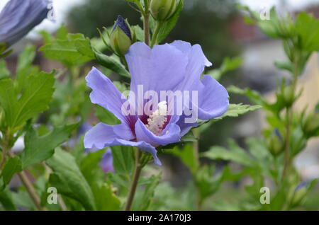 Sommer in Massachusetts: Hibiscus syriacus 'Rose von Sharon 'Blume Stockfoto