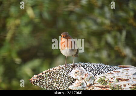 Robin auf Garten Ornament im Frühjahr. Stockfoto
