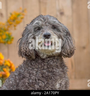 Cockapoo Stockfoto