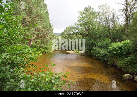 Glenmore Forest Park, Aviemore, Cairngorms, Fluss zu laufen, um Loch Morlich Stockfoto