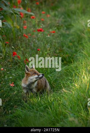 Junge Fuchs rund um auf die Kante einer Ernte von Mais und roter Mohn und weißer Gänseblümchen mit einer Welle von Licht durch eine Lücke in den Bäumen. Stockfoto