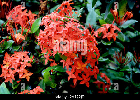 Orange Epidendrum Garten Orchideen wachsen in Mawlynnong Dorf Shillong mit grünen Blättern Stockfoto