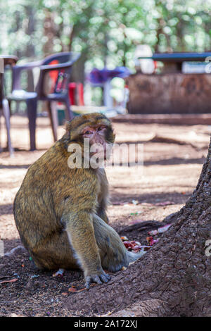 Das Barbary macaque, auch bekannt als Barbary ape oder magot, ist eine Pflanzenart aus der Gattung der Makaken, die einzigartig durch ihre Verbreitung außerhalb Asiens. In der ATLAS-Berg gefunden Stockfoto