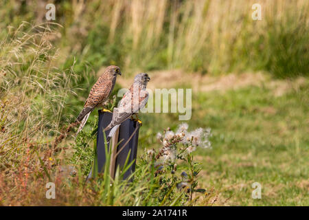 Turmfalken männlichen und weiblichen thront auf Zeichen mit Blick auf offenen Boden Falco tinnunculus kleine Raubvogel mit grauem Kopf und Schwanz auf männlich weiblich Brauner. Stockfoto