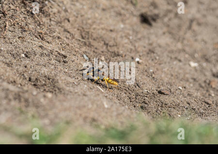 Bee-Wolf (Philanthus triangulum) Stockfoto