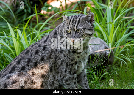 Angeln cat (Prionailurus viverrinus) Mittlere wilde Katze in Süd- und Südostasien Stockfoto