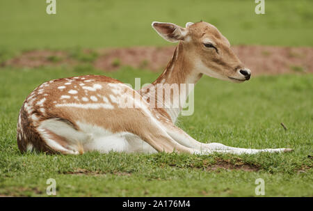 Ein junger Damhirsch liegend im Gras einer Wiese (Dama Dama) Stockfoto