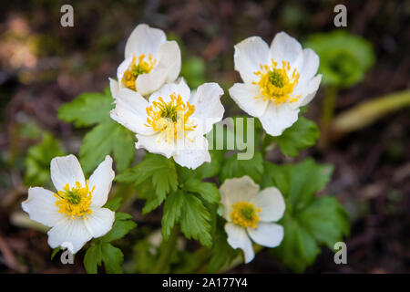 Weiß globeflowers Blühen in den Wald der Kanadischen Rockies in Alberta, Kanada Stockfoto