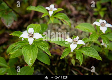 Bunchberry Blumen in den Kanadischen Rocky Mountains in Britisch-Kolumbien, Kanada Stockfoto