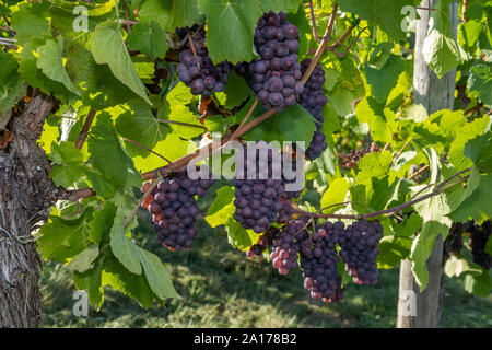 Rotwein Rebsorte Pinot Gris in einem Weinberg in Brauneberg an der Mosel Stockfoto