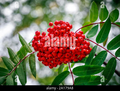 Rote Beeren der Eberesche Baum, im Nordwesten von Ontario, Kanada. Stockfoto