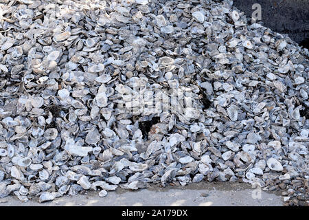 Große Stapel der leeren Austernschalen gegen eine Wand. Stockfoto