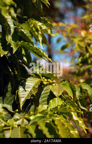 Arabischer Kaffee Zweig im Spätsommer close-up, big Kaffeepflanze coffea arabica in botanischen Garten wachsenden Stockfoto
