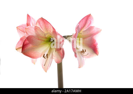 Mehrere Blüten öffnen auf einem einzelnen Stamm eines Hippeastrum Lampe fotografiert von einer reinen weißen Hintergrund Stockfoto