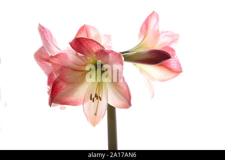 Mehrere Blüten öffnen auf einem einzelnen Stamm eines Hippeastrum Lampe fotografiert von einer reinen weißen Hintergrund Stockfoto