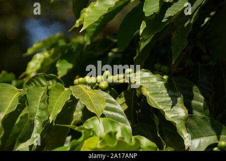 Grüne arabischer Kaffee Bohnen in der Herbstsonne, big Kaffeepflanze coffea arabica in botanischen Garten wachsenden Stockfoto