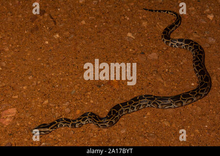 Tigerpython (Python bivittatus) von Kaeng Krachan Nationalpark, Thailand. Stockfoto