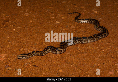 Tigerpython (Python bivittatus) von Kaeng Krachan Nationalpark, Thailand. Stockfoto