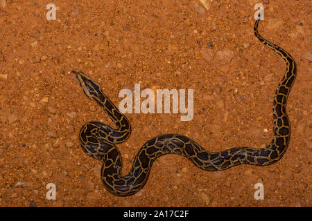 Tigerpython (Python bivittatus) von Kaeng Krachan Nationalpark, Thailand. Stockfoto