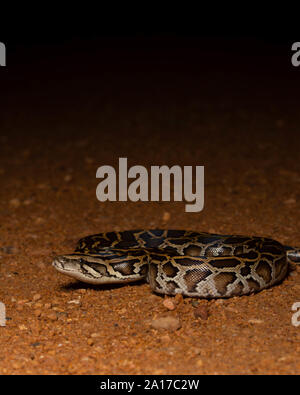 Tigerpython (Python bivittatus) von Kaeng Krachan Nationalpark, Thailand. Stockfoto