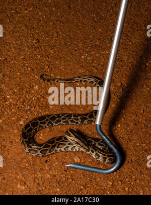 Tigerpython (Python bivittatus) von Kaeng Krachan Nationalpark, Thailand. Stockfoto