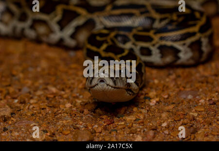 Tigerpython (Python bivittatus) von Kaeng Krachan Nationalpark, Thailand. Stockfoto