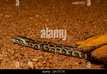 Tigerpython (Python bivittatus) von Kaeng Krachan Nationalpark, Thailand. Stockfoto