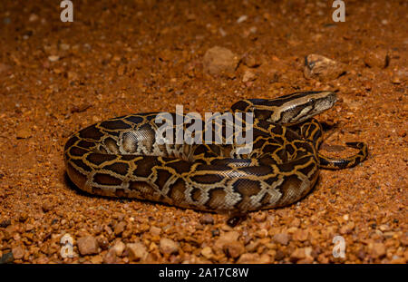 Tigerpython (Python bivittatus) von Kaeng Krachan Nationalpark, Thailand. Stockfoto