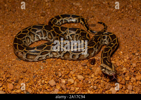 Tigerpython (Python bivittatus) von Kaeng Krachan Nationalpark, Thailand. Stockfoto