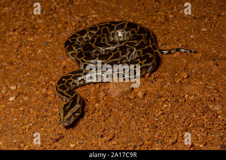 Tigerpython (Python bivittatus) von Kaeng Krachan Nationalpark, Thailand. Stockfoto