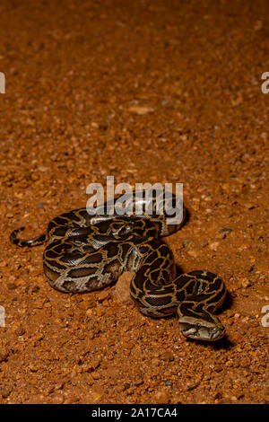 Tigerpython (Python bivittatus) von Kaeng Krachan Nationalpark, Thailand. Stockfoto