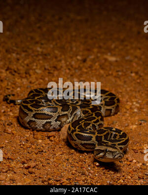 Tigerpython (Python bivittatus) von Kaeng Krachan Nationalpark, Thailand. Stockfoto