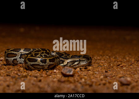 Tigerpython (Python bivittatus) von Kaeng Krachan Nationalpark, Thailand. Stockfoto