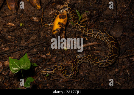 Tigerpython (Python bivittatus) von Kaeng Krachan Nationalpark, Thailand. Stockfoto