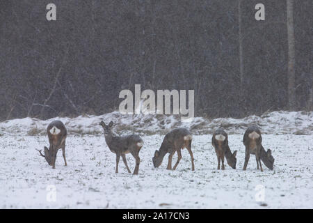 Rehe pack Essen in Schneefall Stockfoto