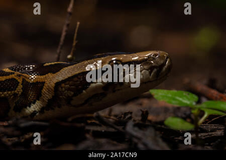 Tigerpython (Python bivittatus) von Kaeng Krachan Nationalpark, Thailand. Stockfoto
