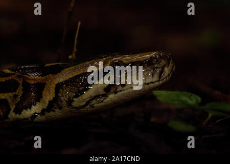 Tigerpython (Python bivittatus) von Kaeng Krachan Nationalpark, Thailand. Stockfoto