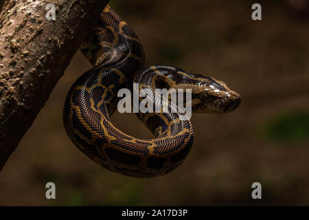 Tigerpython (Python bivittatus) von Kaeng Krachan Nationalpark, Thailand. Stockfoto