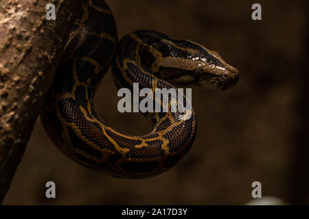 Tigerpython (Python bivittatus) von Kaeng Krachan Nationalpark, Thailand. Stockfoto