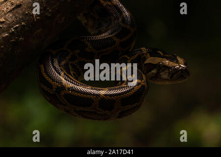 Tigerpython (Python bivittatus) von Kaeng Krachan Nationalpark, Thailand. Stockfoto