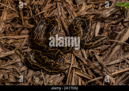 Tigerpython (Python bivittatus) von Kaeng Krachan Nationalpark, Thailand. Stockfoto