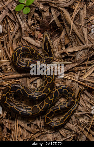 Tigerpython (Python bivittatus) von Kaeng Krachan Nationalpark, Thailand. Stockfoto