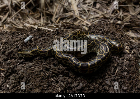 Tigerpython (Python bivittatus) von Kaeng Krachan Nationalpark, Thailand. Stockfoto