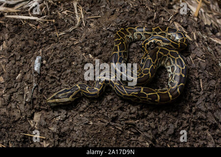 Tigerpython (Python bivittatus) von Kaeng Krachan Nationalpark, Thailand. Stockfoto