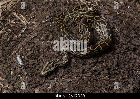 Tigerpython (Python bivittatus) von Kaeng Krachan Nationalpark, Thailand. Stockfoto
