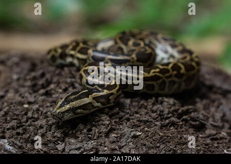 Tigerpython (Python bivittatus) von Kaeng Krachan Nationalpark, Thailand. Stockfoto