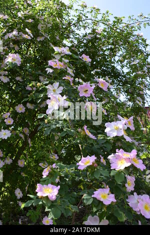 Hagebutten Bush blühen im Frühling. Helle, schöne Blumen der Hagebutten von zarten rosa Farbe der Pastelltöne. Arzneimittel blumen Teezubereitung für Wiegen Stockfoto